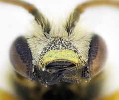 Halictus crenicornis
