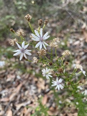 Olearia paucidentata