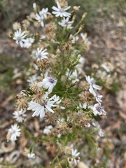 Olearia paucidentata