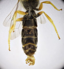 Halictus crenicornis