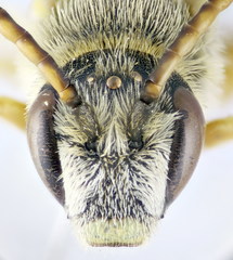 Halictus crenicornis