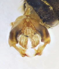 Halictus crenicornis