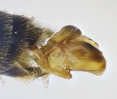 Halictus crenicornis