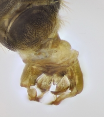 Halictus crenicornis