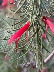 Melaleuca eriocarpa