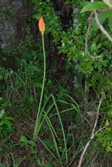 Kniphofia galpinii