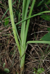 Kniphofia galpinii
