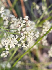 Platysace filiformis