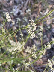 Platysace filiformis