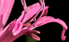 Nerine