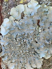 Punctelia jeckeri