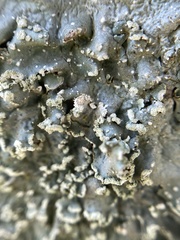 Punctelia jeckeri