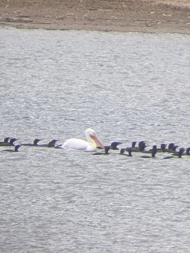 American White Pelican photographed in Pennsylvania
