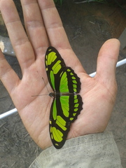 Philaethria dido
