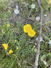 Ranunculus