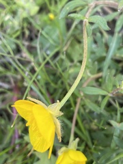 Ranunculus