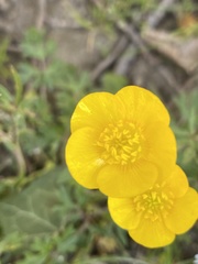 Ranunculus
