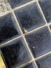 Insecta