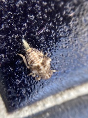 Insecta