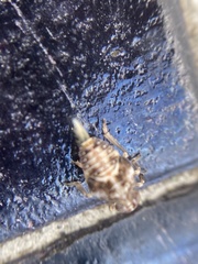 Insecta