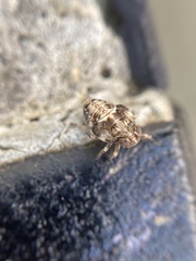 Insecta