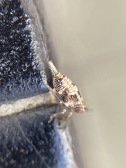 Insecta
