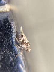 Insecta