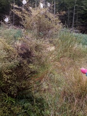 Carmichaelia torulosa