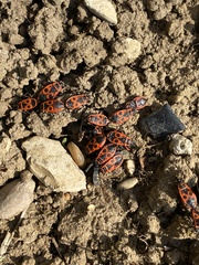 Pyrrhocoris apterus