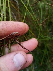 Carmichaelia torulosa