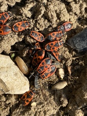 Pyrrhocoris apterus