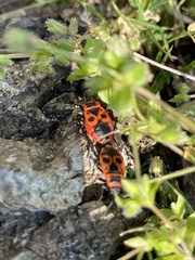 Pyrrhocoris apterus