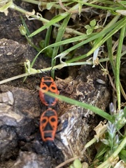 Pyrrhocoris apterus