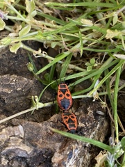 Pyrrhocoris apterus