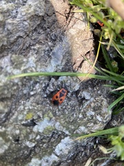 Pyrrhocoris apterus