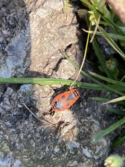 Pyrrhocoris apterus