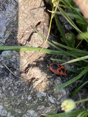 Pyrrhocoris apterus