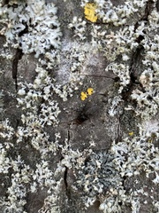 Diptera