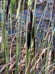 Carex elata