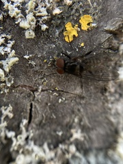 Diptera