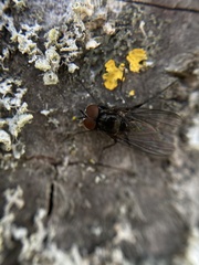 Diptera