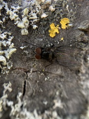 Diptera