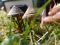 Entoloma perzonatum
