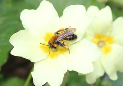 Andrena bicolor