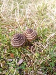 Entoloma perzonatum