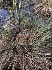 Carex elata