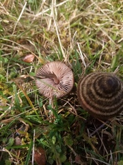 Entoloma perzonatum