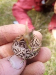 Entoloma perzonatum