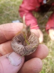 Entoloma perzonatum