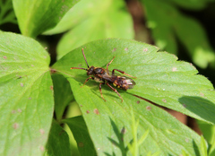 Nomada leucophthalma